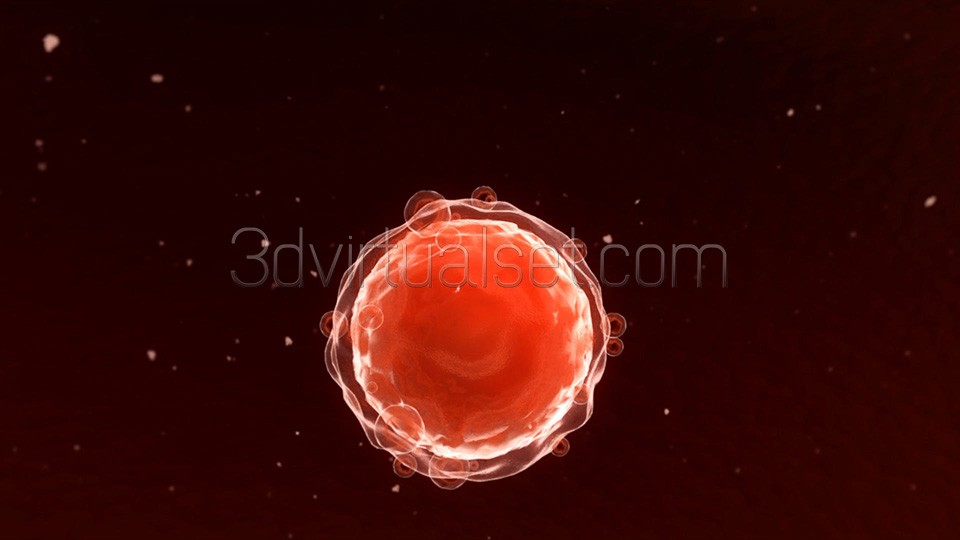 Oocyte-009